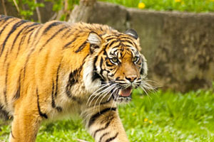 defeat-the-tiger-of-stress-1